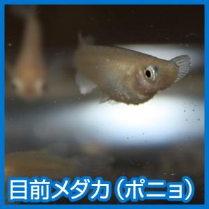 メダカ   目前めだか   ポニョ   Ｍサイズ ３ペア