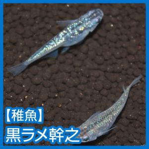 メダカ）オロチ 稚魚 未選別 Sサイズ 20匹セット : メダカ屋ひな