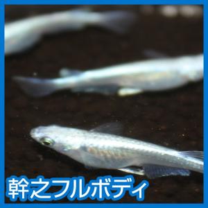 メダカ+幹之+フルボディーの商品一覧 通販 - Yahoo!ショッピング