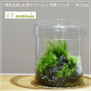 (景色を楽しむ苔テラリウム)苔景シリンダー　M-Size[BM-029]｜hinemoss-g