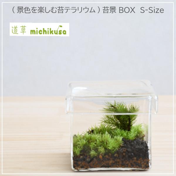 (景色を楽しむ苔テラリウム)苔景BOX　S-Size[BM-033]