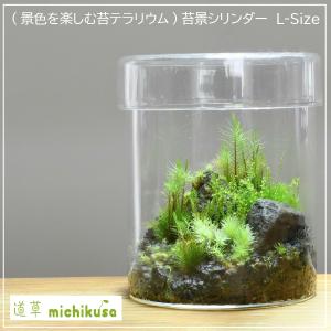 (景色を楽しむ苔テラリウム)苔景シリンダー　L-Size[BM-038]｜hinemoss-g