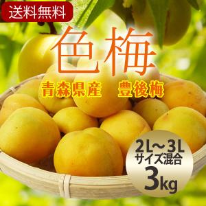 （冷蔵）青森の色梅（完熟梅）[豊後梅-ぶんごうめ-]2L〜3Lサイズ混合約3kg梅通販　ウメ　うめ　梅　※7月下旬から