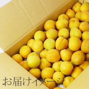(冷蔵)青森の色梅(完熟梅)[豊後梅ぶんごうめ...の詳細画像3
