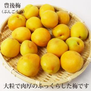 (冷蔵)青森の色梅(完熟梅)[豊後梅ぶんごうめ...の詳細画像4