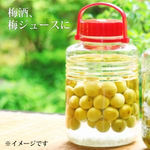 (冷蔵)青森の色梅(完熟梅)[豊後梅ぶんごうめ...の詳細画像5