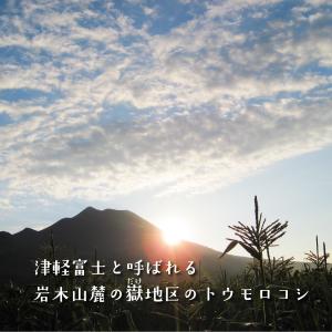 (冷蔵)青森とうもろこし嶽きみ(だけきみ)M〜...の詳細画像5
