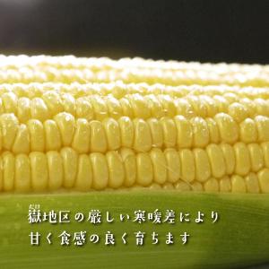 (冷蔵)青森とうもろこし嶽きみ(だけきみ)M〜...の詳細画像1