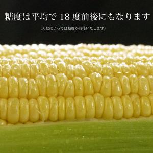 (冷蔵)青森とうもろこし嶽きみ(だけきみ)M〜...の詳細画像4