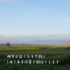 (冷蔵)青森とうもろこし嶽きみ(だけきみ)M〜...の詳細画像2