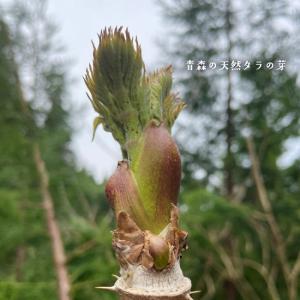 (冷蔵)青森の天然山菜 タラの芽(タラノキ・タ...の詳細画像1