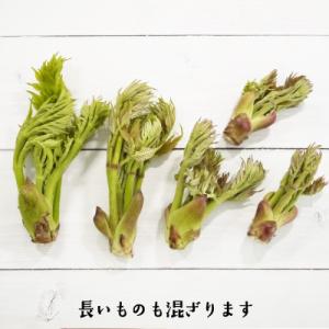 (冷蔵)青森の天然山菜 タラの芽(タラノキ・タ...の詳細画像3