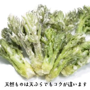 (冷蔵)青森の天然山菜 タラの芽(タラノキ・タ...の詳細画像4