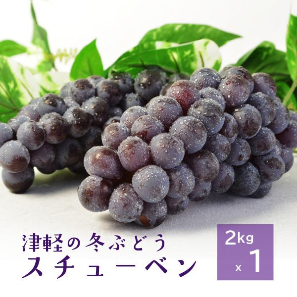 青森県産ぶどう「スチューベン」 約2kgx1箱(5〜12房） 贈答 ギフト プレゼント
