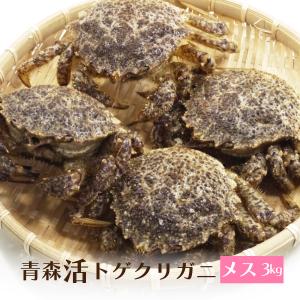 （冷蔵）活青森トゲクリガニ[メス]約3kg（12〜18ハイ）[青森むつ湾産]桜蟹　栗蟹