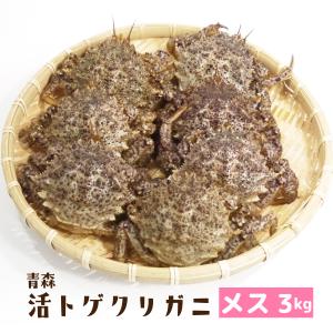 （冷蔵）活青森トゲクリガニ[メス]約3kg（12〜18ハイ）[青森むつ湾産]桜蟹　栗蟹