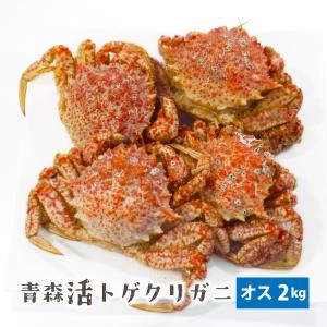 （冷蔵）青森活トゲクリガニ[オス]サイズ混合約2kg（4〜8ハイ）[青森むつ湾産]クリガニ　栗蟹　※水揚げ次第の