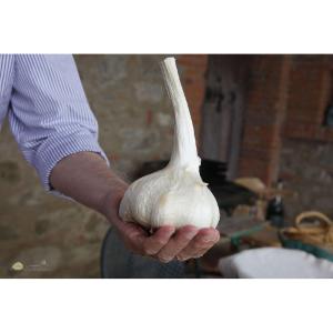 トスカーナ産 アリオーネ 大粒にんにく 500g