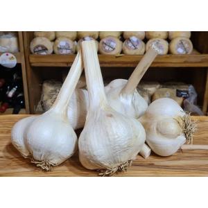 トスカーナ産 アリオーネ 大粒にんにく 500gの詳細画像1