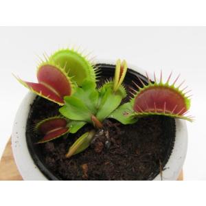 オランダ'  ２号　丸鉢付き【食虫植物】　ハエトリソウ　ディオネアマスキプラ　