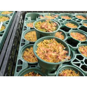 山野草　食虫植物　ドロセラ　マダガスカリエンシス　D.