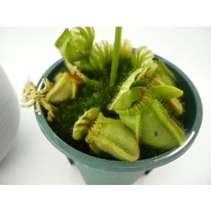 セファロタスの商品一覧 通販 Yahoo ショッピング