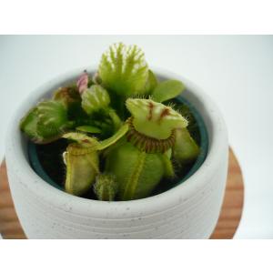 Hiro S Pitcher Plants ヤフー店 食虫植物 セファロタス Cephalotus Yahoo ショッピング
