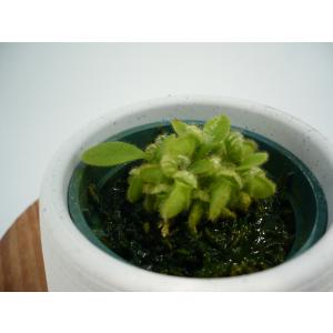 セファロタスの商品一覧 通販 Yahoo ショッピング