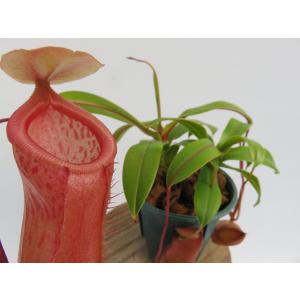 N.ベンケイ 3号 【現品限り】ネペンテス　ウツボカズラ　食虫植物