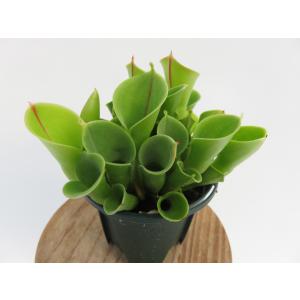 Cephalotus follicularis 2.5号 セファロタス 【在庫限り】食虫植物_