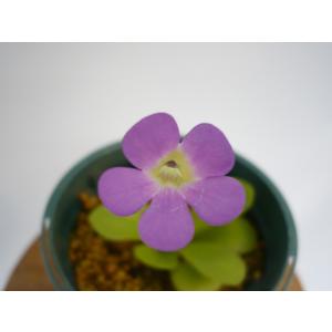 食虫植物 ムシトリスミレ ピンギキュラ 福丸 ...の詳細画像1