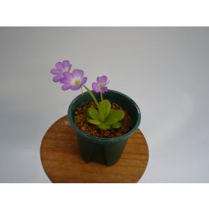 食虫植物 ムシトリスミレ ピンギキュラ 福丸 ...の詳細画像2