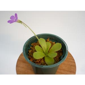 食虫植物 ムシトリスミレ ピンギキュラ 福丸 ...の詳細画像3