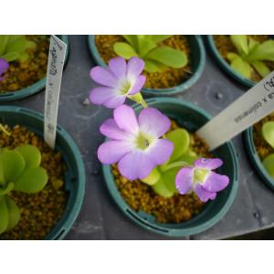 食虫植物 ムシトリスミレ ピンギキュラ 福丸 ...の詳細画像4