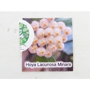 H.Lacunosa Minara 2.5号【在庫限り】ホヤHoya 観葉植物_19406