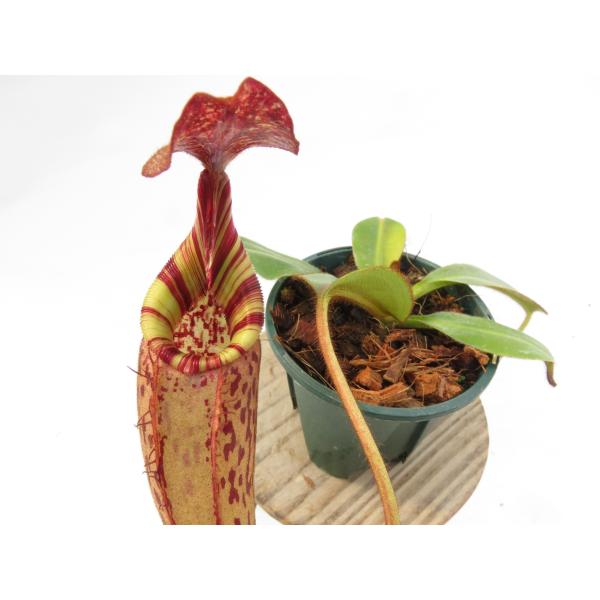 【最新★オリジナル実生】N.(rajah × veitchii)BE-3730 × hurrelli...