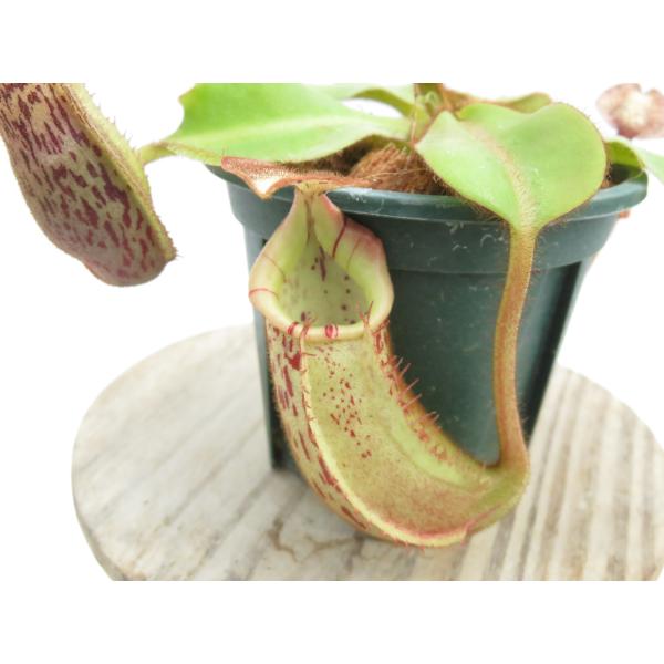 【最新★オリジナル実生】N.(burbidgeae × veitchii)× veitchii ba...