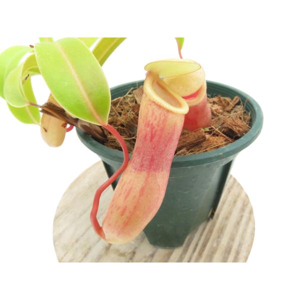N.ventricosa f.ventricosa 1975.9 Alhay Mt (赤) 日本に初...