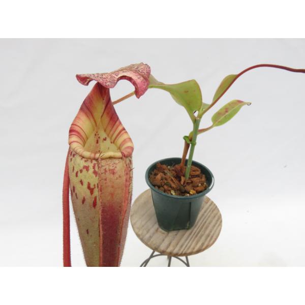N.veitchii × burbidgeae オス EPH-1-34-3 3.5号【現品限り】ネペ...