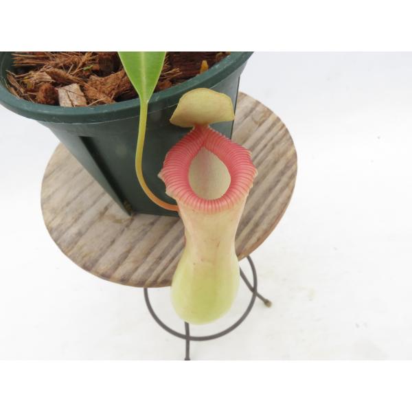 N.ventricosa 在来系No.3 3号【現品限り】ネペンテス 食虫植物_19759