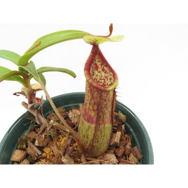 N.thorellii × hamata メス CK 3.5号【現品限り】ネペンテス 食虫植物_19...