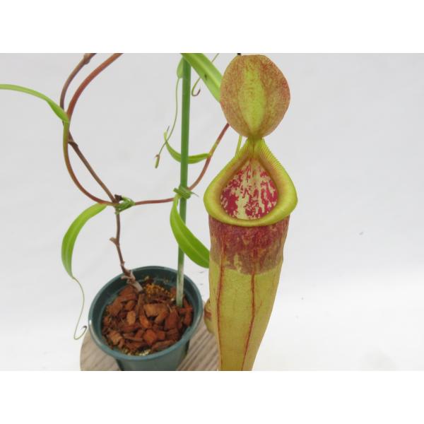 N.singalana × tenuis BE-3988  3号【現品限り】ネペンテス 食虫植物_1...