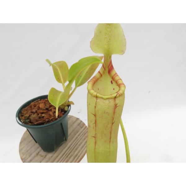 N.[(lowii × veitchii)-yellow × boschiana]× (maxima...