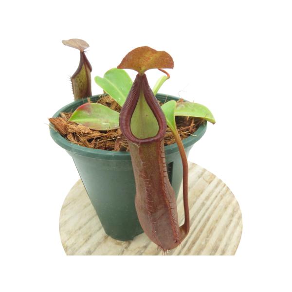 N.ramispina × robcantlyei BE-3939 two selected clo...