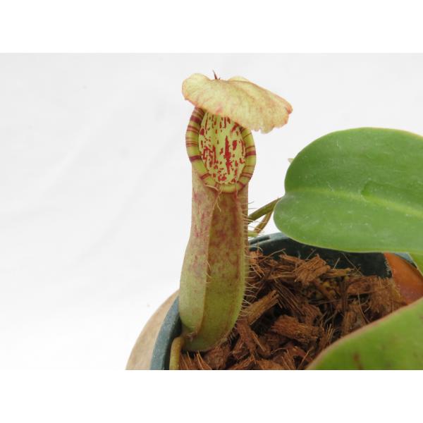N.northiana BE-3357 3号【現品限り】ネペンテス 食虫植物_19766