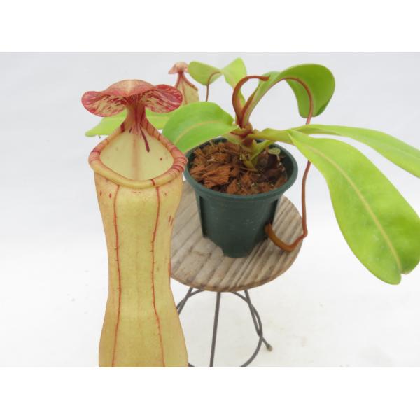 N.clipeata × ventricosa  2.5号【現品限り】ネペンテス 食虫植物_1976...