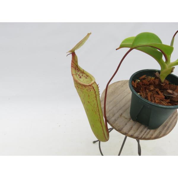N.truncata × macfarlanei EPH-1-28-2 2.5号【現品限り】ネペンテ...