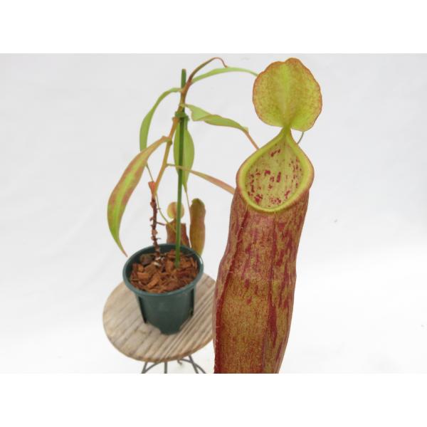 N.gymnamphora NE-59 2.5号【現品限り】ネペンテス 食虫植物_19771