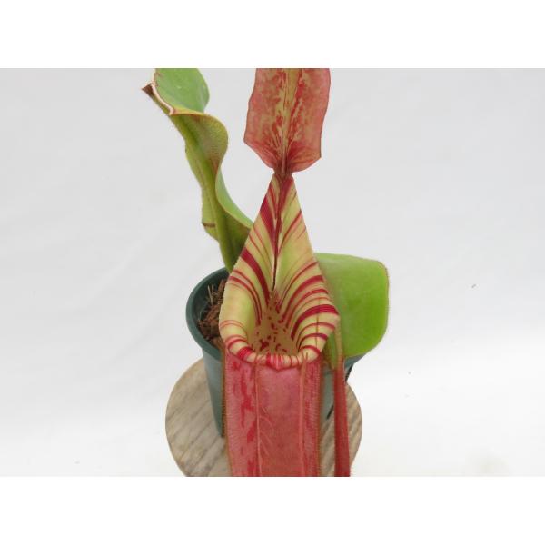 N.veitchii bario Y's 挿し木 3.5号【現品限り】ネペンテス 食虫植物_1977...