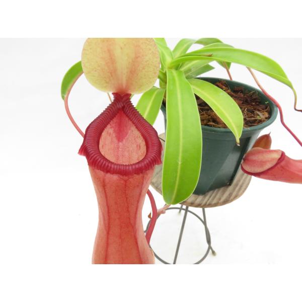 N.(ventricosa × sibuyanensis)× ventricosa-red  EPH...